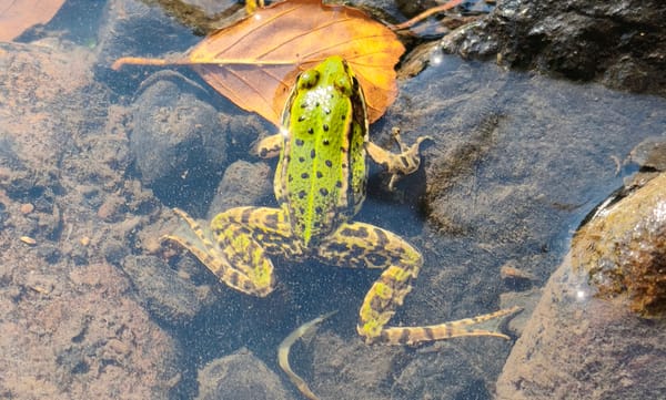Natur-Kneipp-Becken im Seemenbach